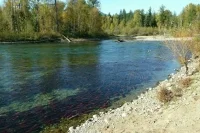 В России запретят добывать золото в нерестовых реках Камчатки