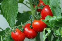 Российских огурцов и помидоров на прилавках магазинов станет больше