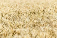 Минсельхоз предложил новый способ сдерживания цен на продовольствие