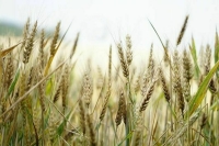 Регионам в рамках зернового демпфера направят 10 млрд рублей