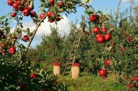 Минсельхоз разработал требования к объектам сельского туризма