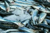 В России увеличат ставки за вылов водных биоресурсов