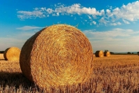 В Минсельхозе рассказали, что позволит расширить участие женщин в аграрном предпринимательстве