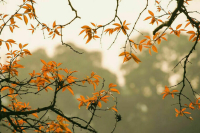 Москвичей ждет &laquo;погодная лихорадка&raquo;, предупреждают синоптики