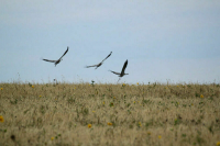 В России предлагают создать реестр сельхозземель