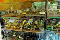 Зоомагазинам хотят запретить содержать животных в непригодных условиях