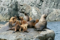 Учёные предложили создать на Камчатке морской заказник для защиты сивучей