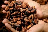 На ввоз какао-продуктов могут установить нулевые пошлины