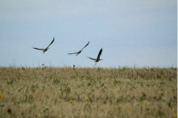 В России может появиться единый реестр сельскохозяйственных земель