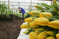 Тепличные комплексы по выращиванию цветов поддержат льготными кредитами