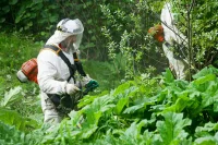 Обязанность выпалывать борщевик пропишут в новом КоАП