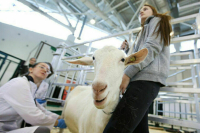 За экспортом продукции животного происхождения хотят установить ветконтроль