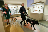 Собак-поводырей могут разрешить выгуливать свободно