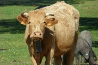 Правительство поддержало законопроект о лечении животных лекарствами для людей