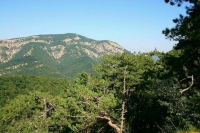 Под Севастополем высадят 3300 сосен Палласа