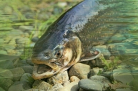 С нового года стоимость пресноводной форели может снизиться