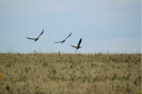 Невостребованные наделы земель сельхозназначения могут передать в собственность муниципалитетов