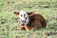 Фермерам разрешат выращивать племенных бычков и барашков