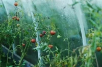 Аграриям хотят разрешить продавать овощи и фрукты на сельхозземлях