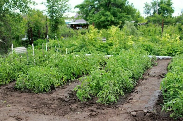 Условия предоставления бесплатных участков предлагают ужесточить 