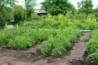 Условия предоставления бесплатных участков предлагают ужесточить 