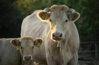 Регионы могут получить право устанавливать численность поголовья скота в подсобных хозяйствах 