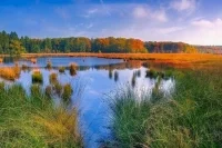 Ценные болота не исчезнут