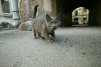 Собак и кошек хотят защитить новыми законами