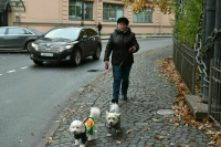 Госсовет Удмуртии предложил разрешить регионам устанавливать правила содержания и выгула животных 