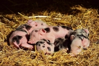 Компенсации за изъятых при эпидемиях животных хотят назначать в обязательном порядке