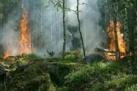 В России начали формировать лётный спецотряд для борьбы с лесными пожарами