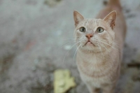 В Ростовской области могут построить новые приюты для бездомных животных