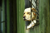 Прокуратура пресекла свыше 160 случаев жестокого обращения с животными после запроса депутата