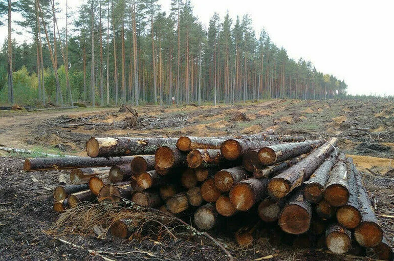 Рослесхозу хотят разрешить передавать лесные участки на приоритетные инвестпроекты
