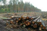 Рослесхозу хотят разрешить передавать лесные участки на приоритетные инвестпроекты