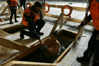 Кому нельзя участвовать в крещенских купаниях