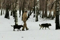 В комитете Госдумы не поддержали новые ограничения для владельцев животных