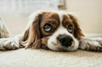 Требование о маркировке хотят распространить на домашних животных