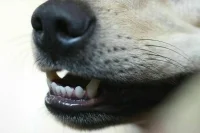 Бастрыкин поручил разработать изменения в законы для защиты от бродячих собак