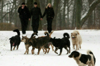 В Бурятии не будут выпускать из приютов крупных бездомных собак