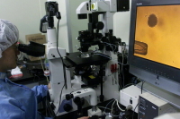 Поможет ли клонирование победить коронавирус?