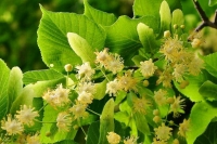 Фитотерапевт: настои из трав могут облегчить течение «омикрона»