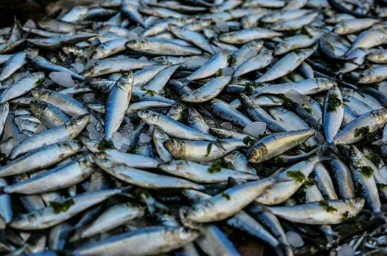 Налог на вылов рыбы и морепродуктов может вырасти