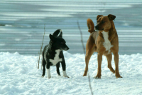 Кабмин поддержал инициативу о строительстве зооприютов в рамках государственно-частного партнерства