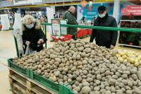 В России произвели 19 тысяч тонн семян картофеля в 2021 году