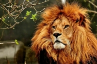 Ветеринары смогут использовать ранее запрещенный препарат для наркоза 