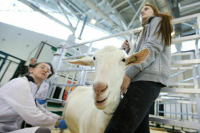 В России сняли запрет с эторфина в ветеринарии