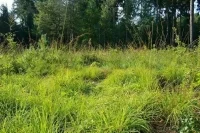 В Рослесхозе предложат бизнесу заняться лесовосстановлением за углеродные единицы