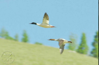 Тигирекский заповедник станет в два раза больше