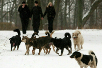 В Челябинске возбудили дело после нападения собаки на 7-летнего мальчика